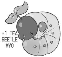 FTO Teabeetle MYO